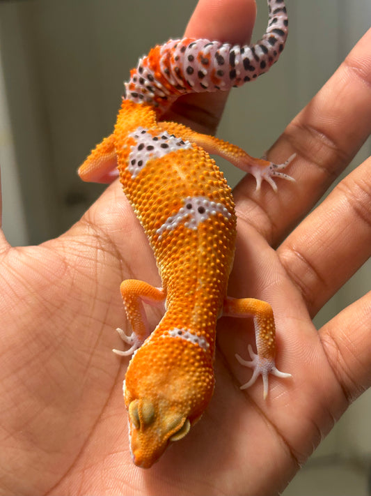 Gecko leopardo Blood inferno hembra