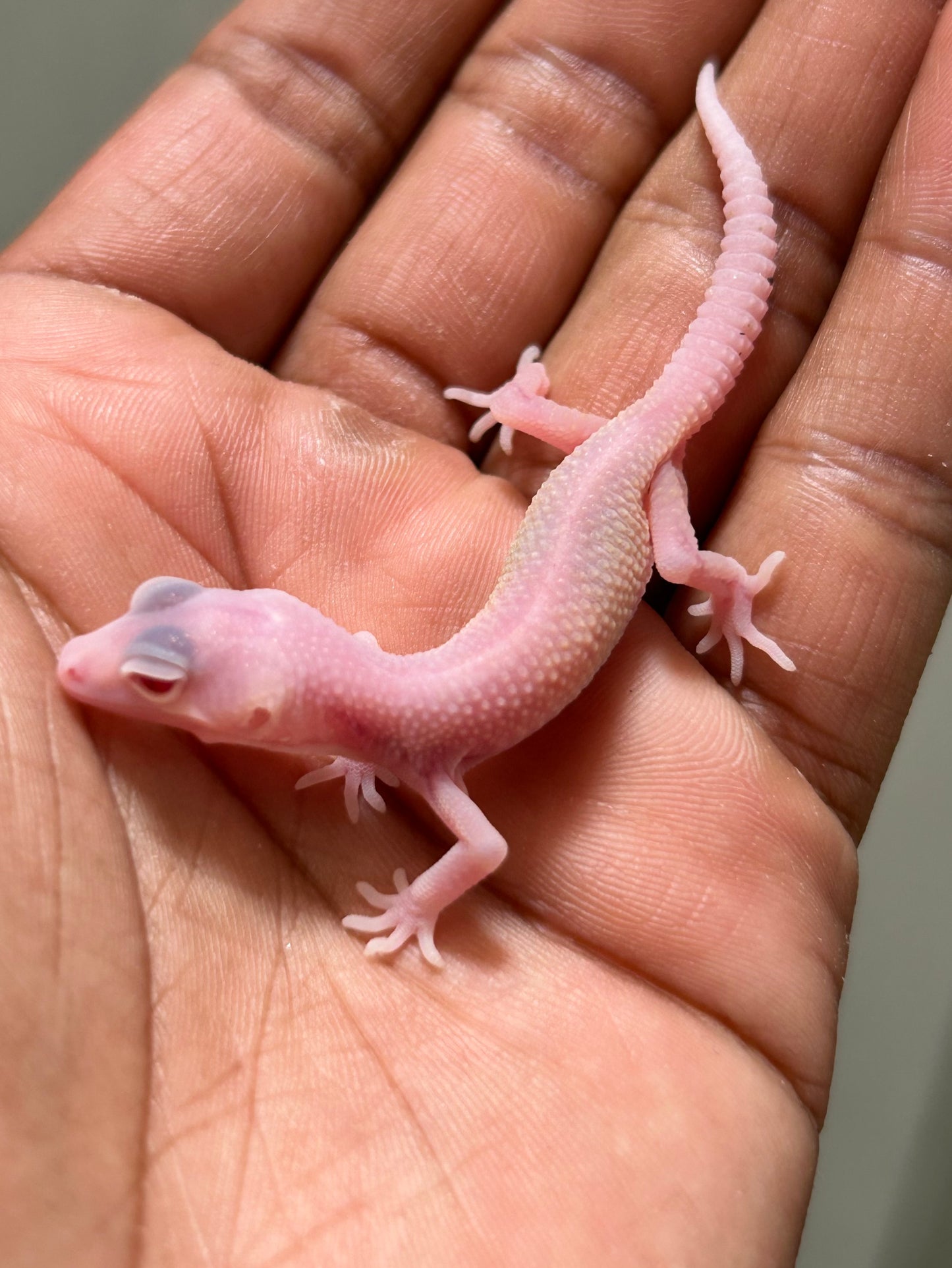 Gecko leopardo diablo blanco