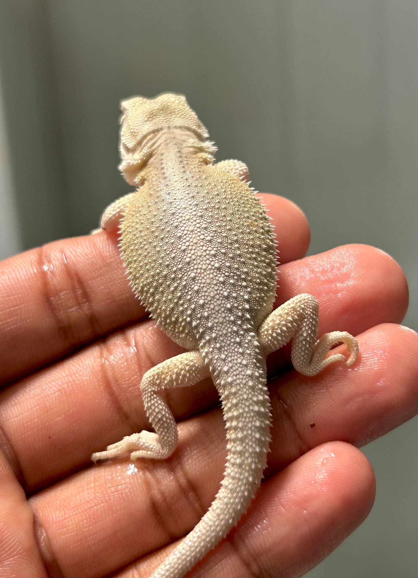 Pogona Hypo witblits hembra