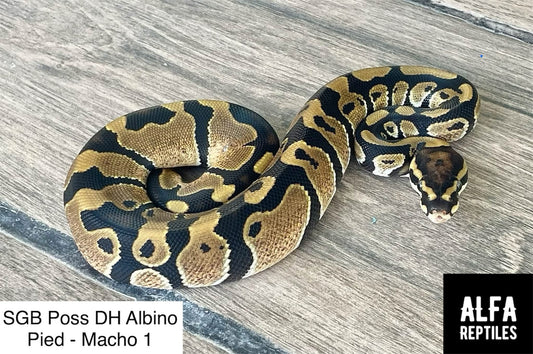 Pitón bola Nominal poss het albino/pied macho