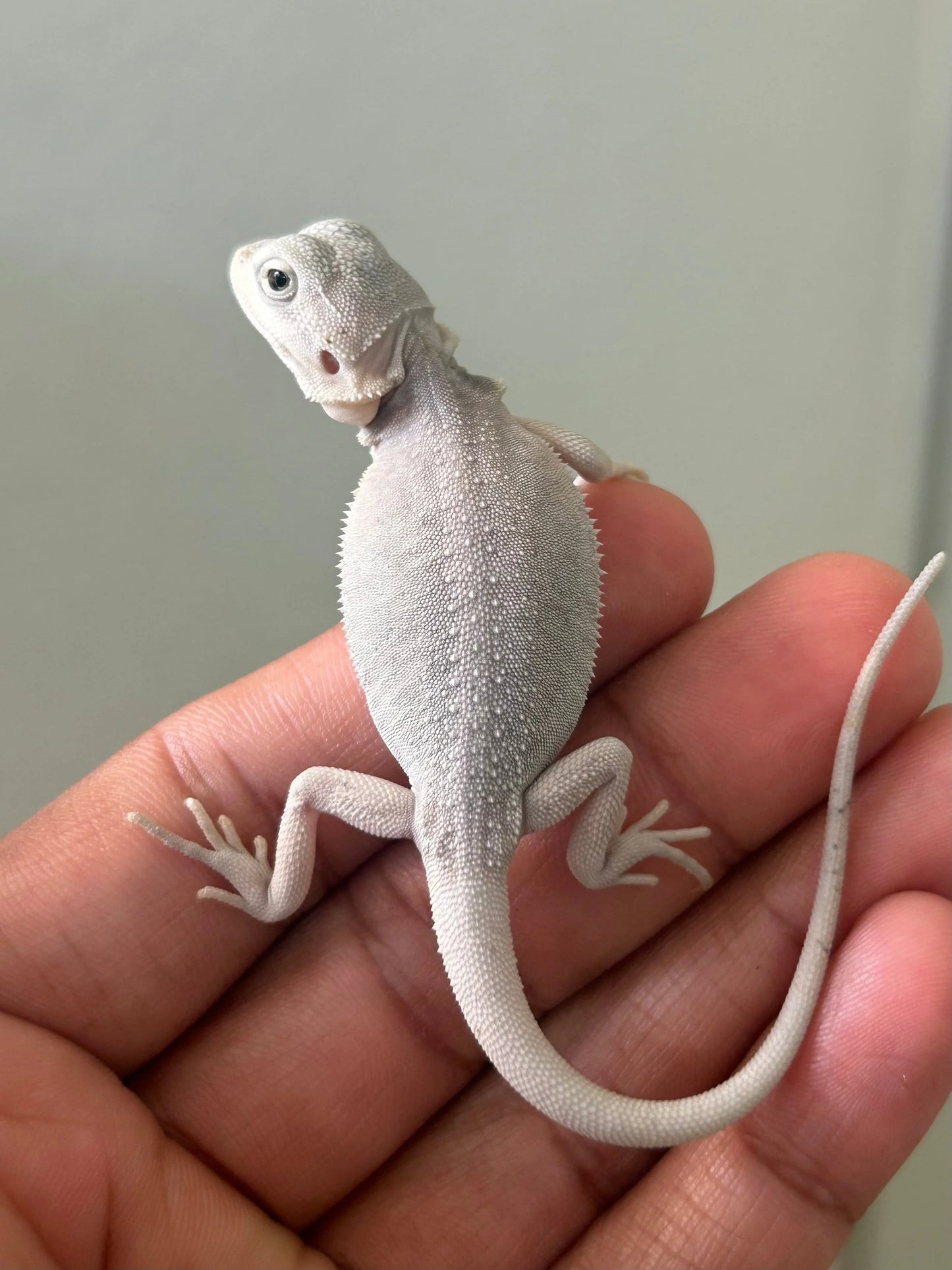 Apartado de Pogonas Hypo Zero