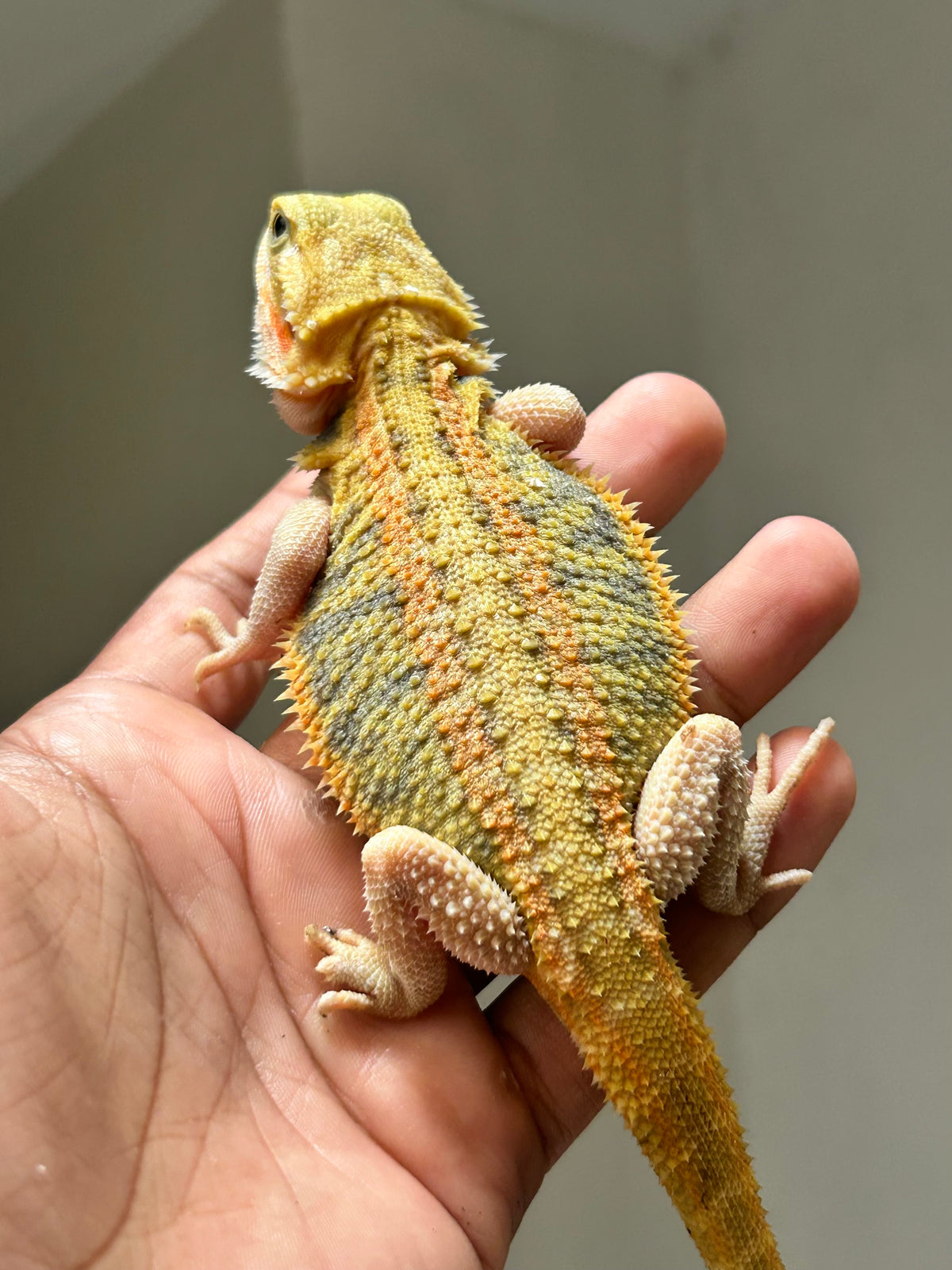 Pogona Orange hypo trans macho (Detalle en pata)