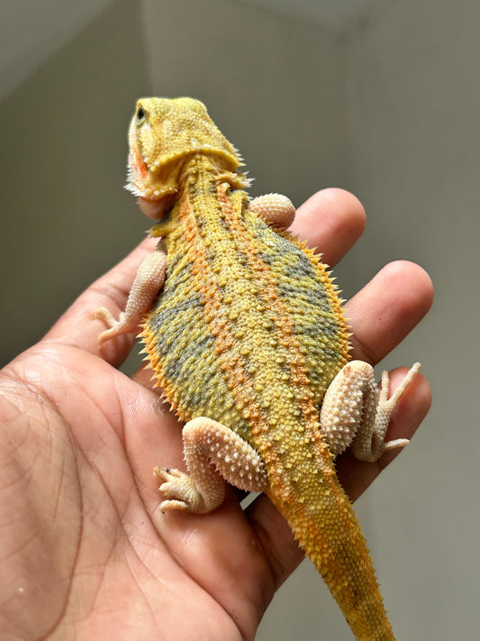Pogona Orange hypo trans macho (Detalle en pata)