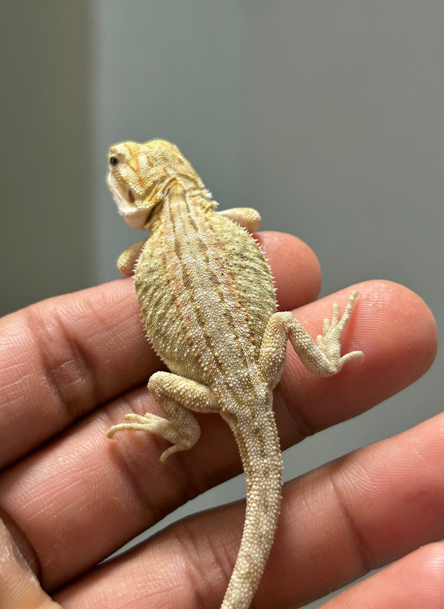 Pogona Citrus hypo dunner leatherback hembra