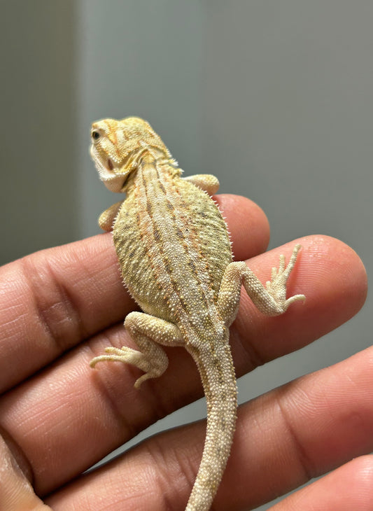 Pogona Citrus hypo dunner leatherback hembra