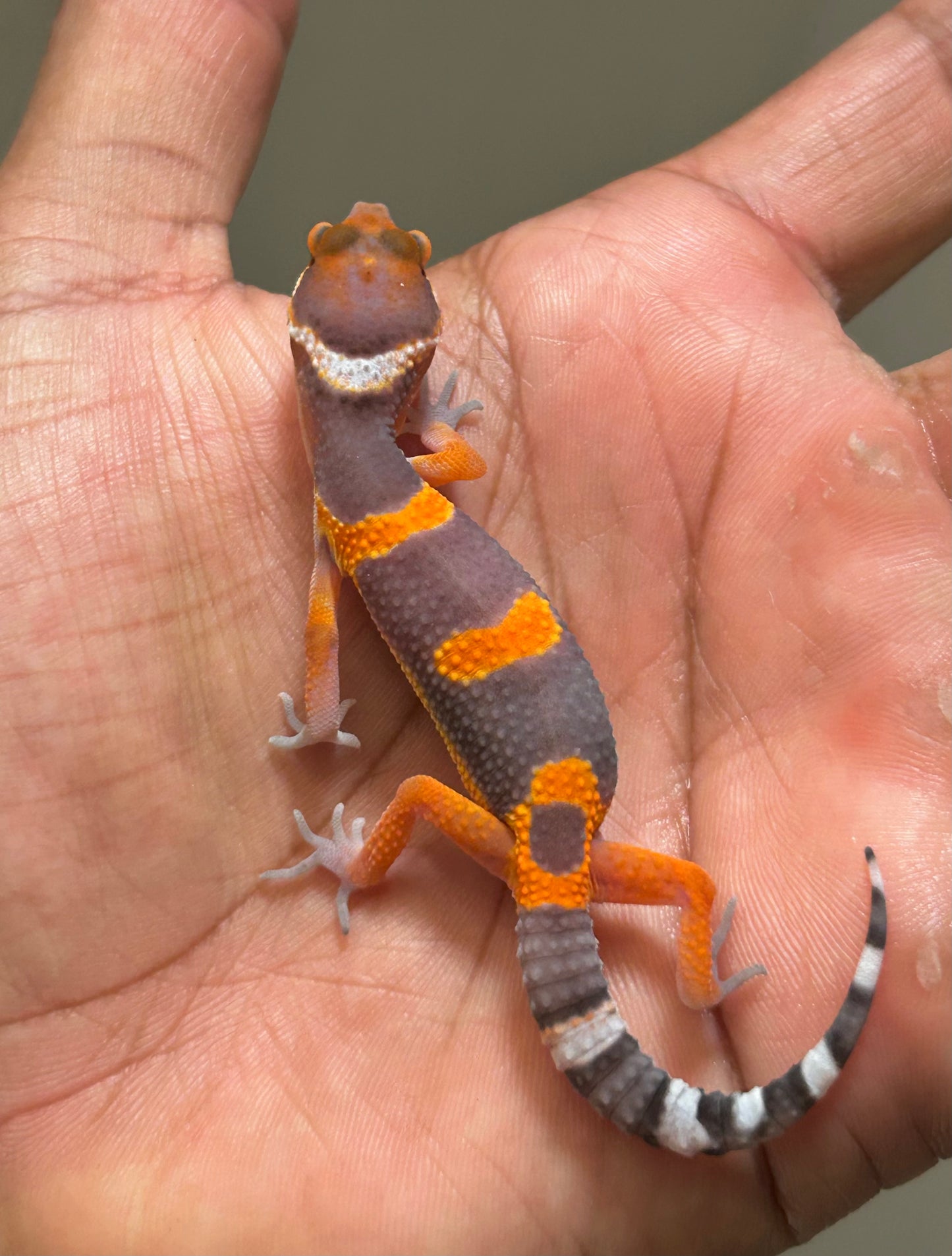 Gecko leopardo Blood inferno x Electric tangerine