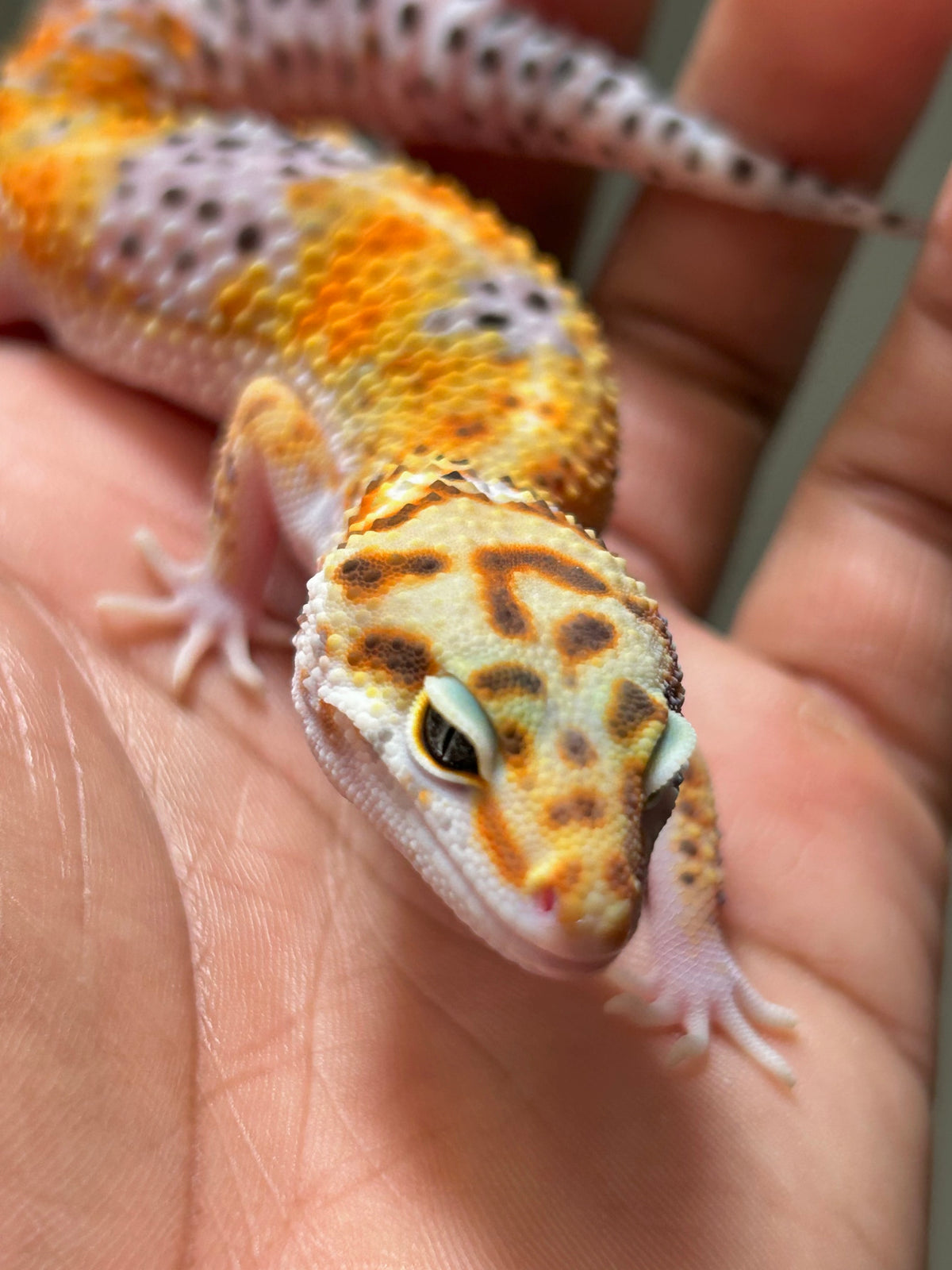 Gecko leopardo blood hembra