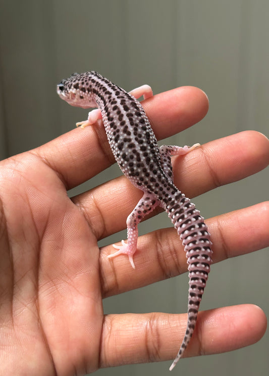 Gecko leopardo Total Eclipse het tremper