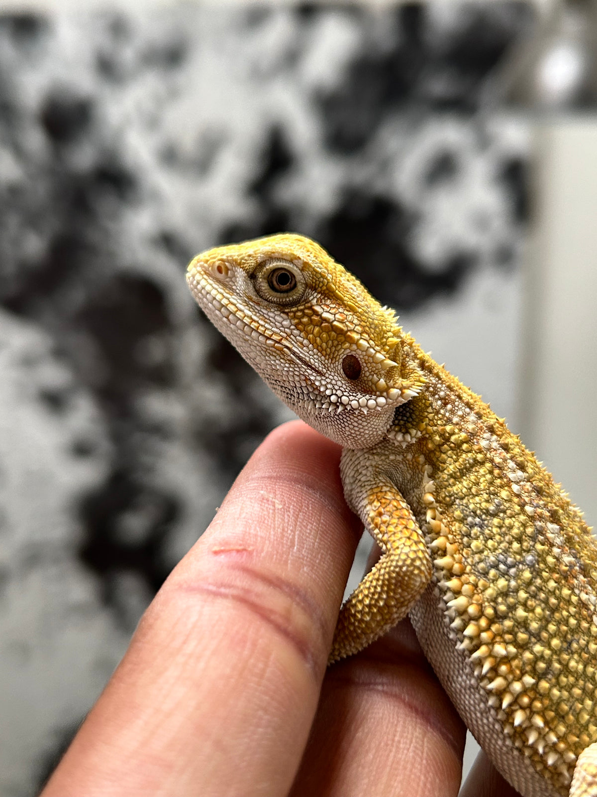 Pogona Citrus Hypo hembra