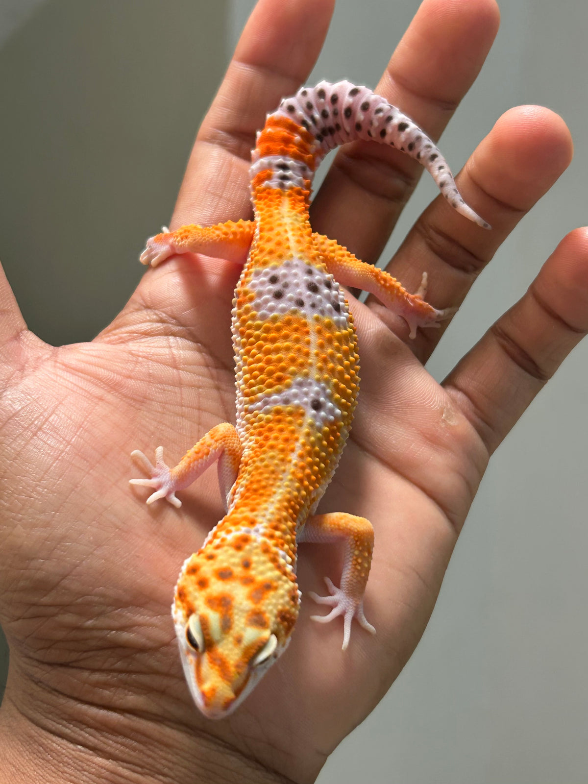 Gecko leopardo Blood macho