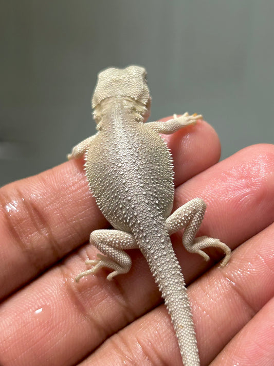 Pogona hypo witblits macho