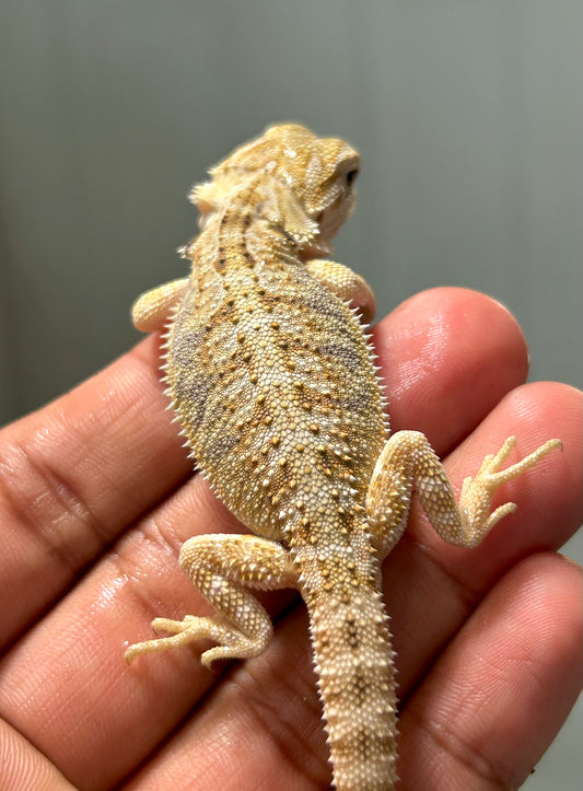 Pogona nominal het hypo/witblits macho