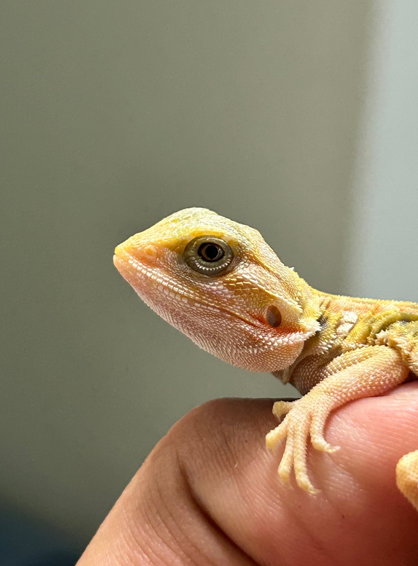 Pogona Citrus hypo leatherback macho