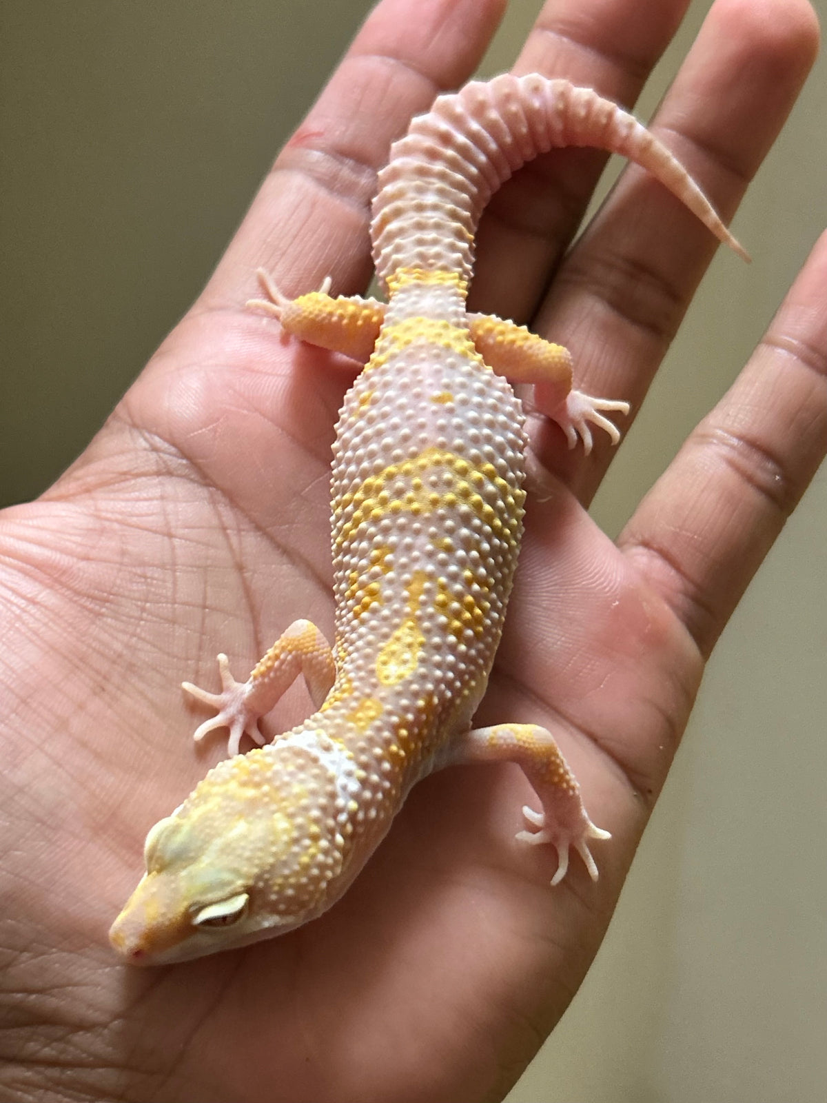 Gecko leopardo snow raptor macho
