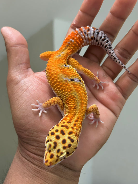 Gecko leopardo Blood emerine macho