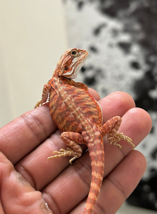 Pogona Chamuco hypo leatherback macho