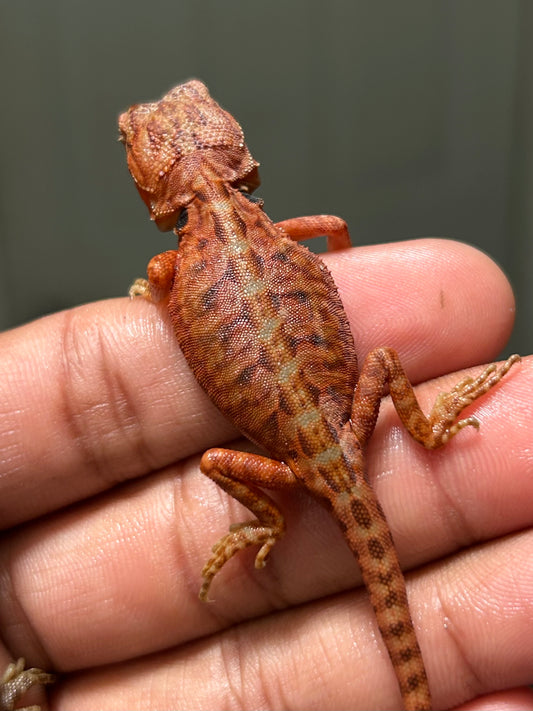 Pogona Red Monster x Chamuco  Trans Leatherback hembra