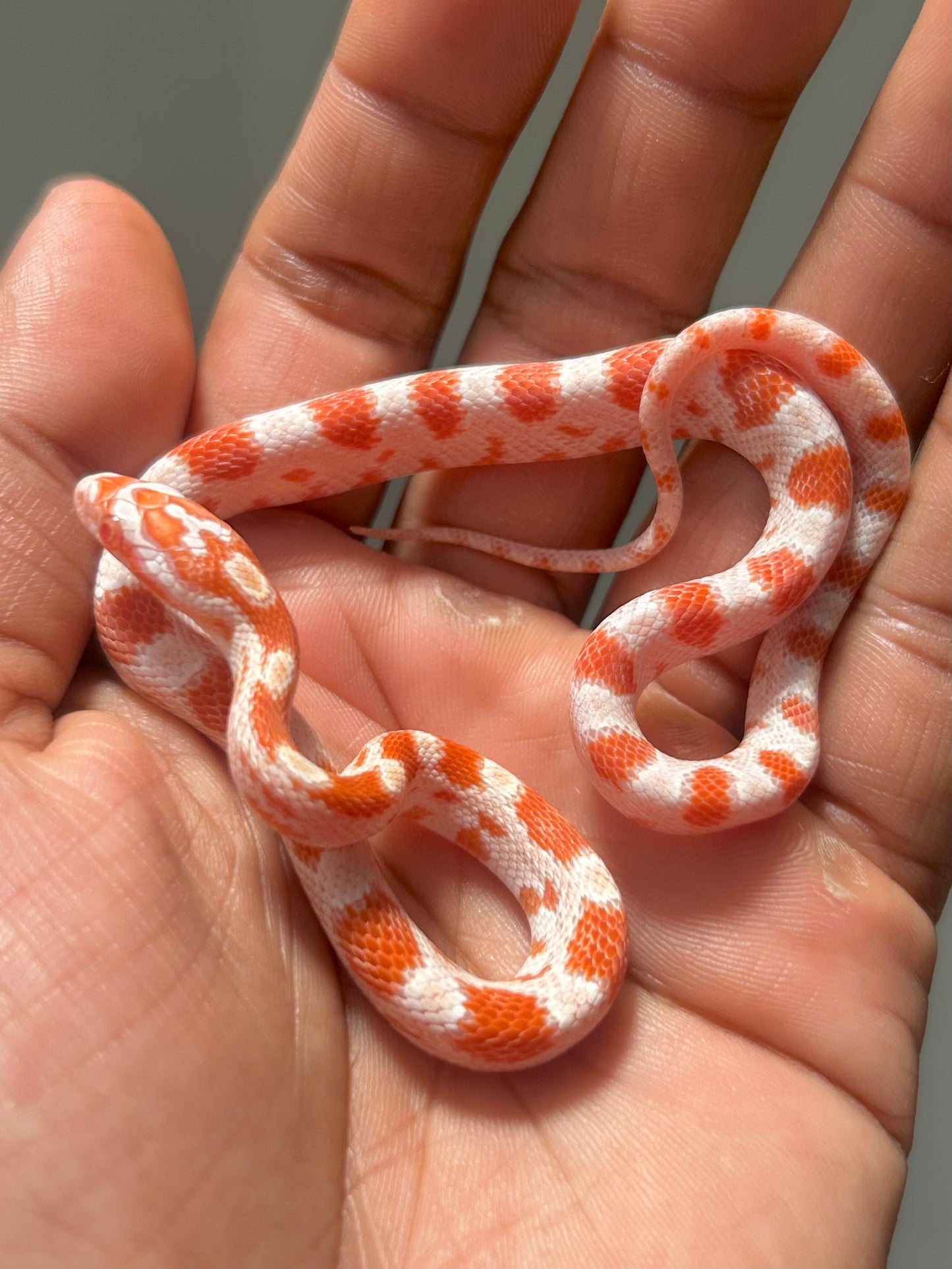 Serpiente maicera albina hembra