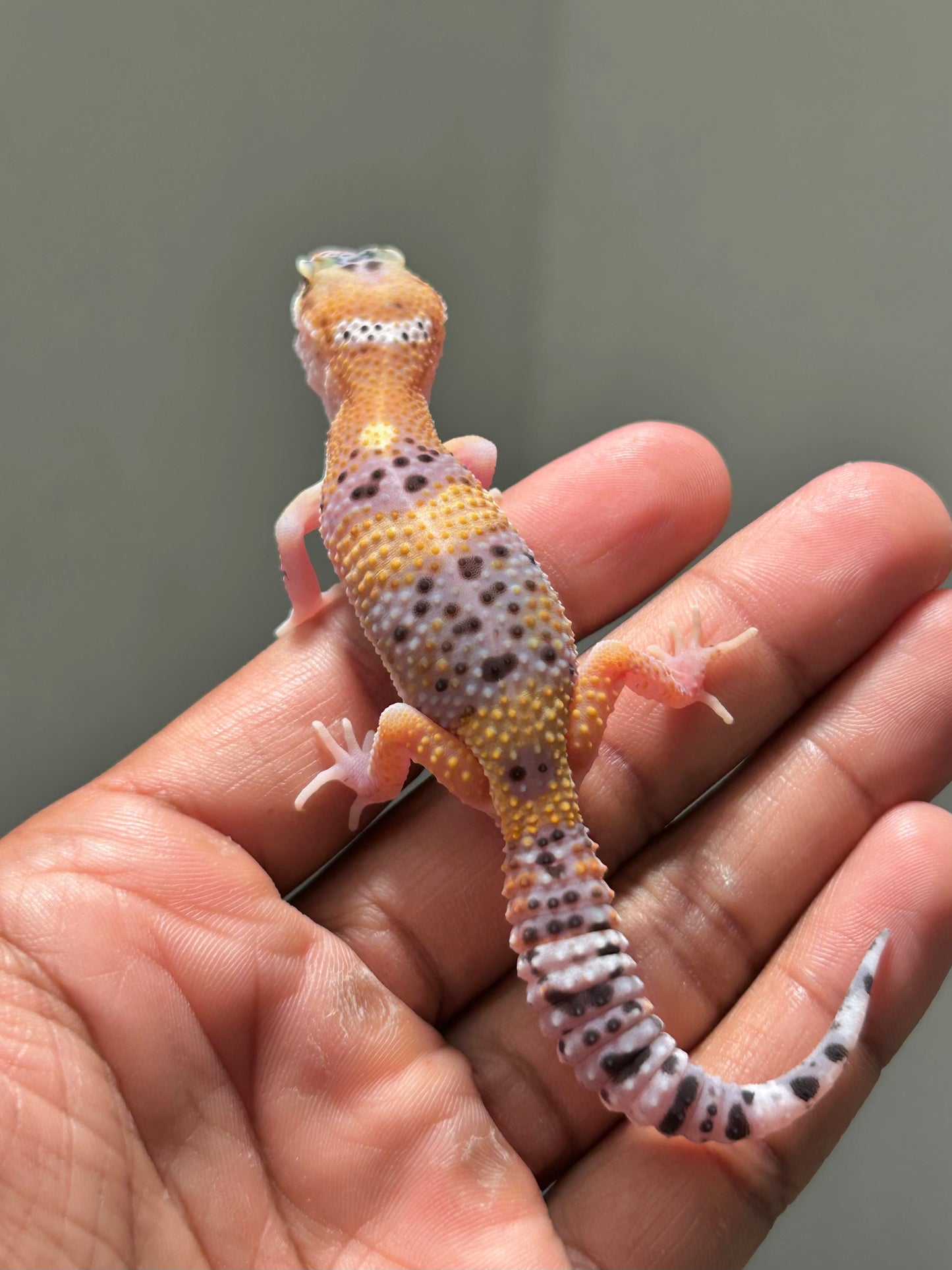 Gecko leopardo eclipse macho