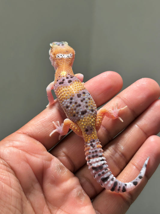 Gecko leopardo eclipse macho