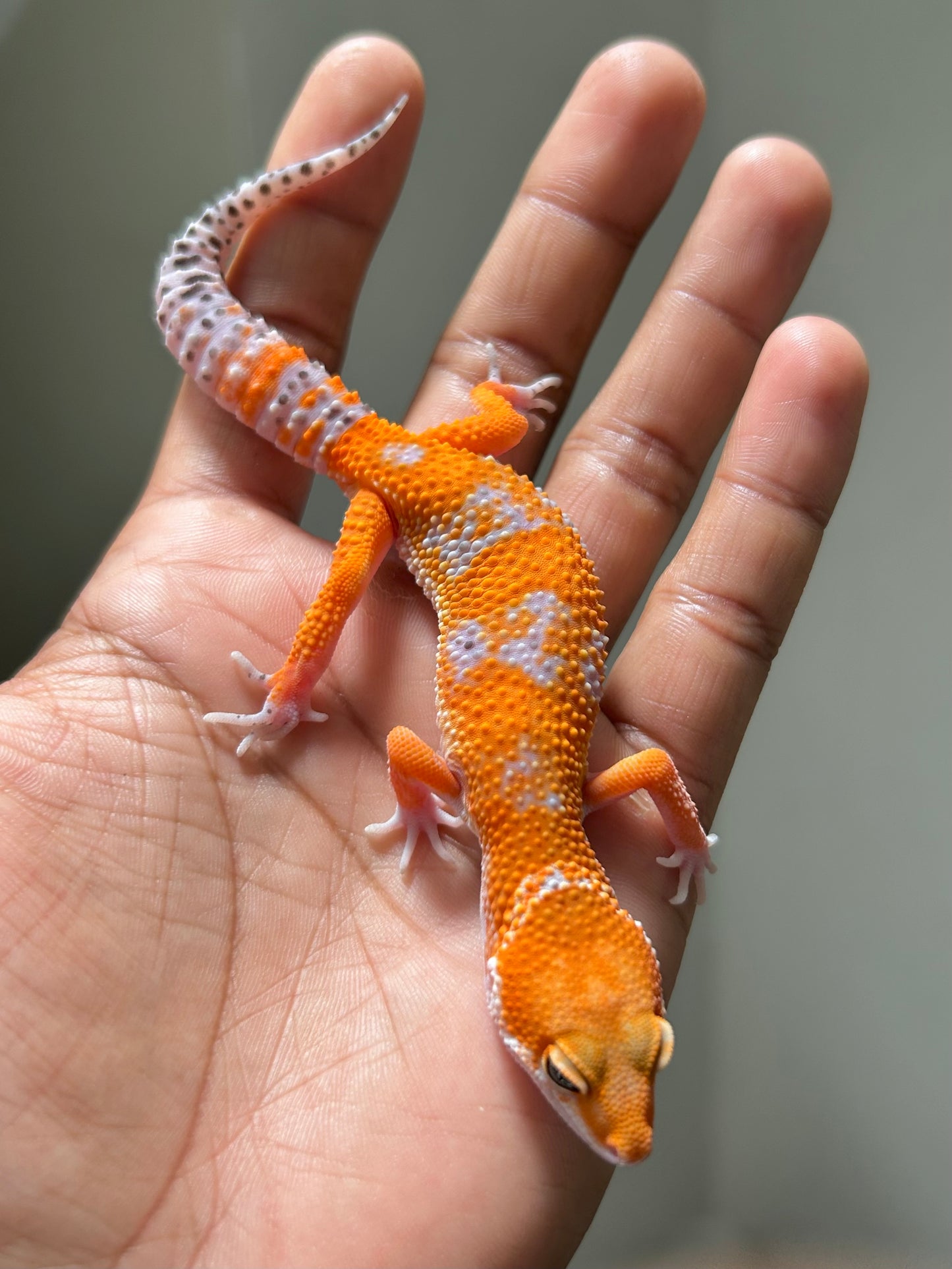 Gecko leopardo Blood inferno macho