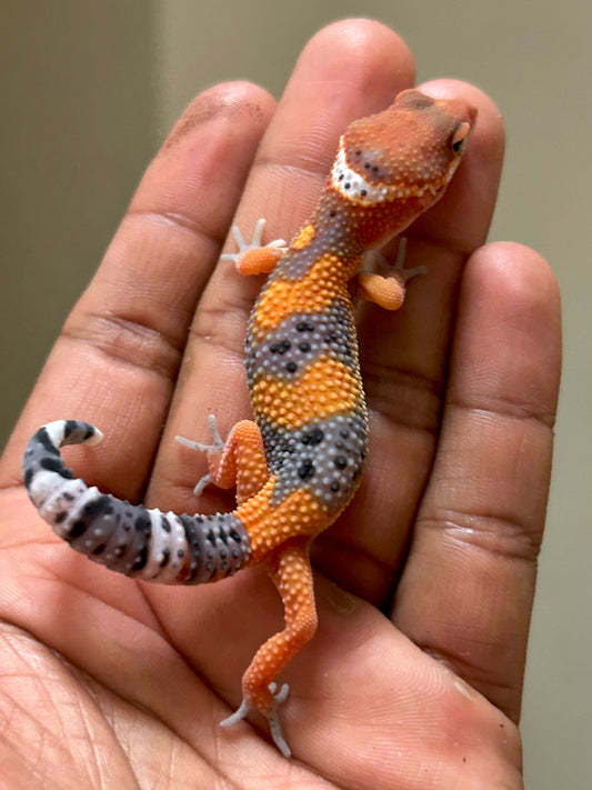 Gecko leopardo blood inferno