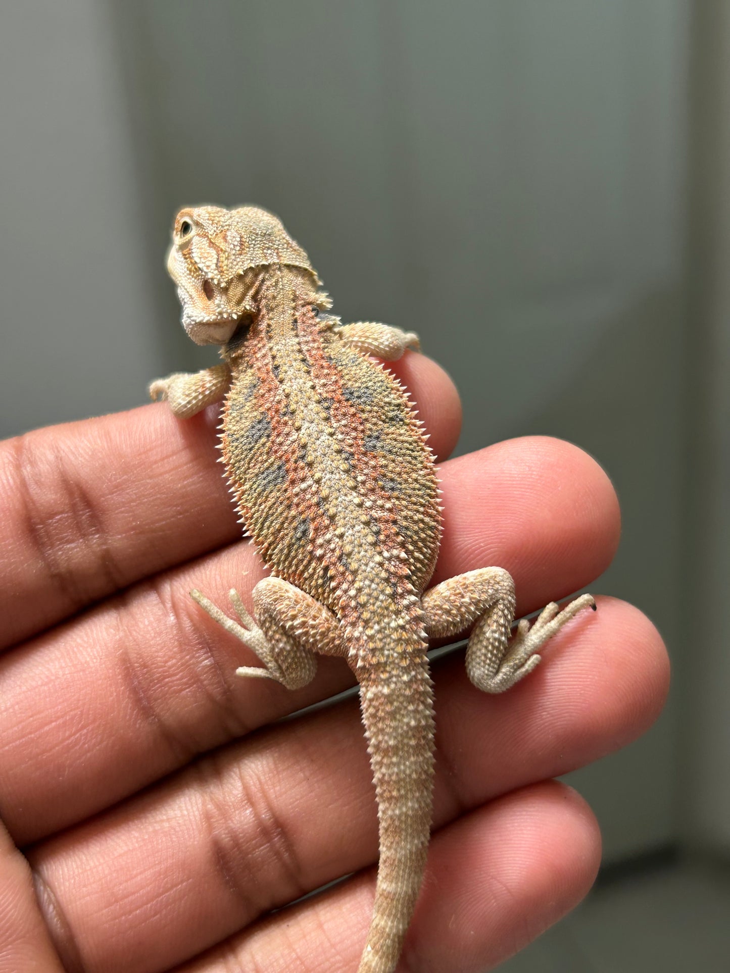 Pogona Hypo hembra