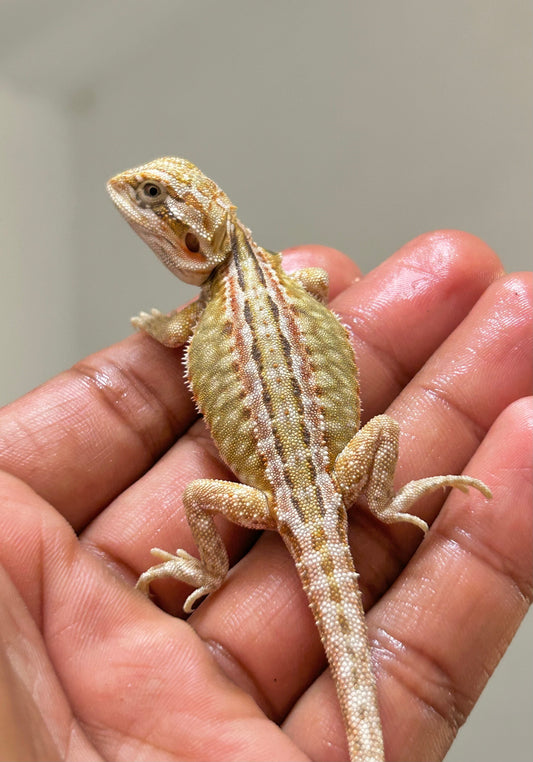Pogona Citrus hypo leatherback dunner macho