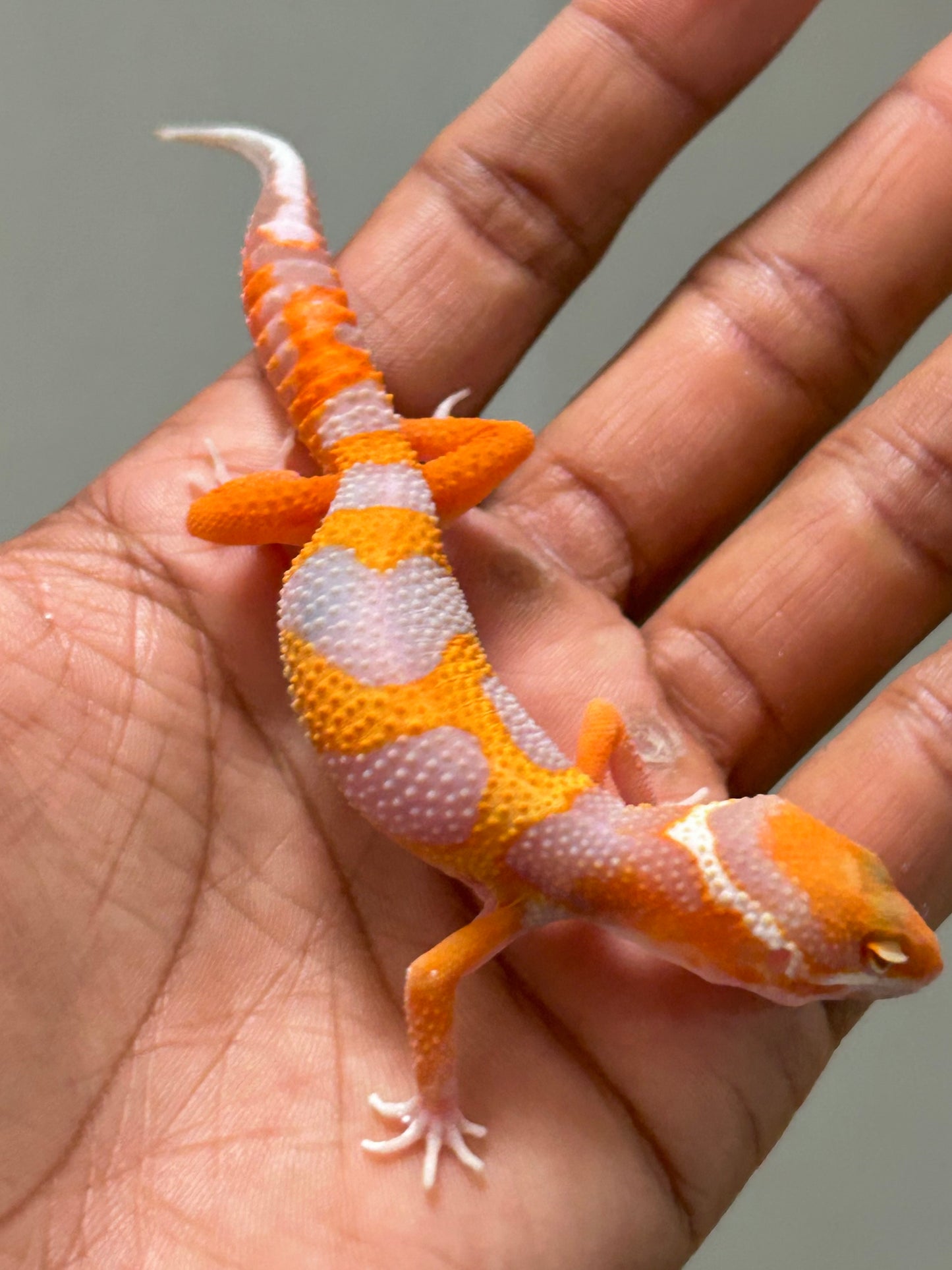 Gecko leopardo Red Diamond macho