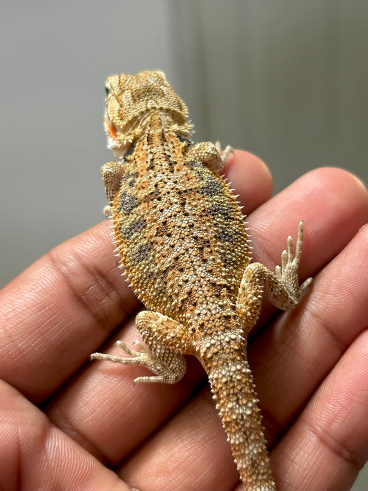 Pogona Nominal het hypo hembra