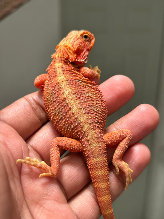 Pogona Red Monster x Chamuco hypo trans macho (Detalle en cola)
