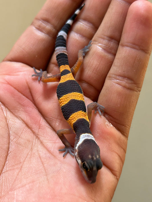 Gecko leopardo Blood inferno