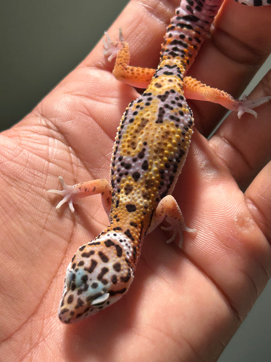 Gecko leopardo jungle macho