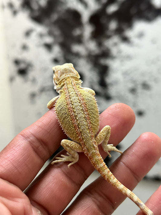 Pogona Citrus hypo macho (Nip Tail)