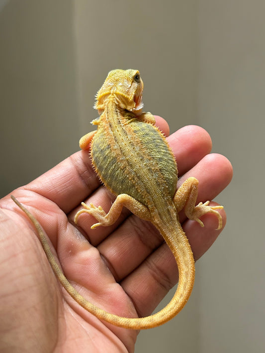 Pogona Citrus hypo trans leatherback dunner hembra