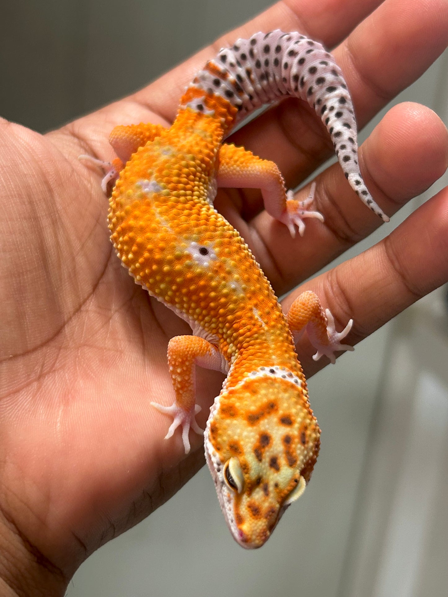 Gecko leopardo Blood macho