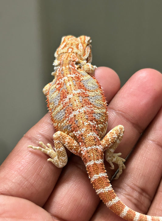 Pogona chamuco hypo het trans hembra