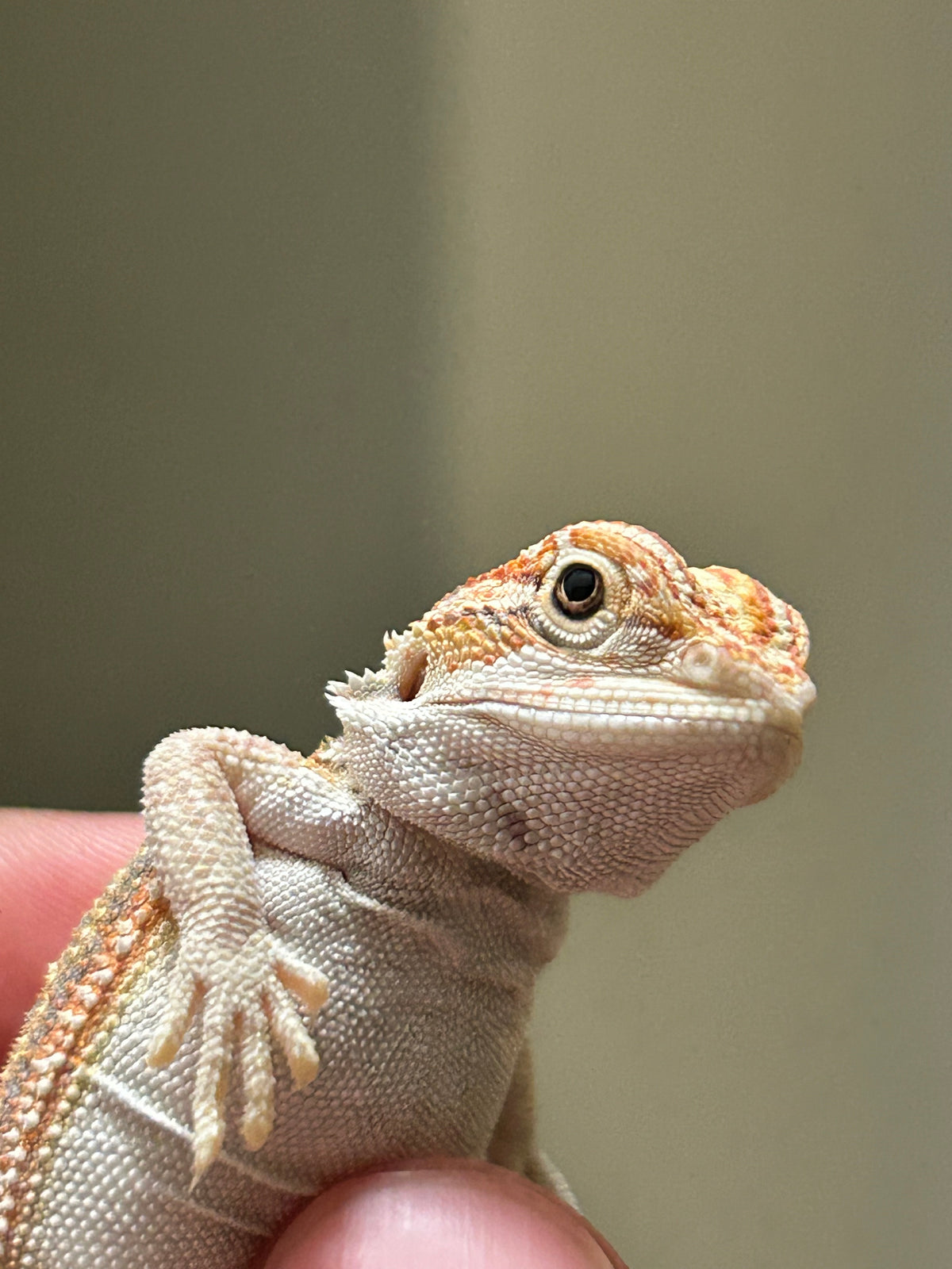 Pogona Orange dunner macho