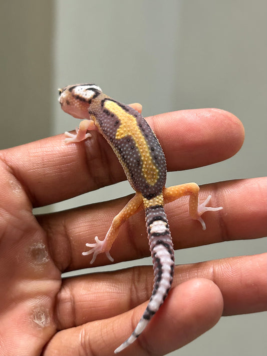 Gecko Leopardo stripe
