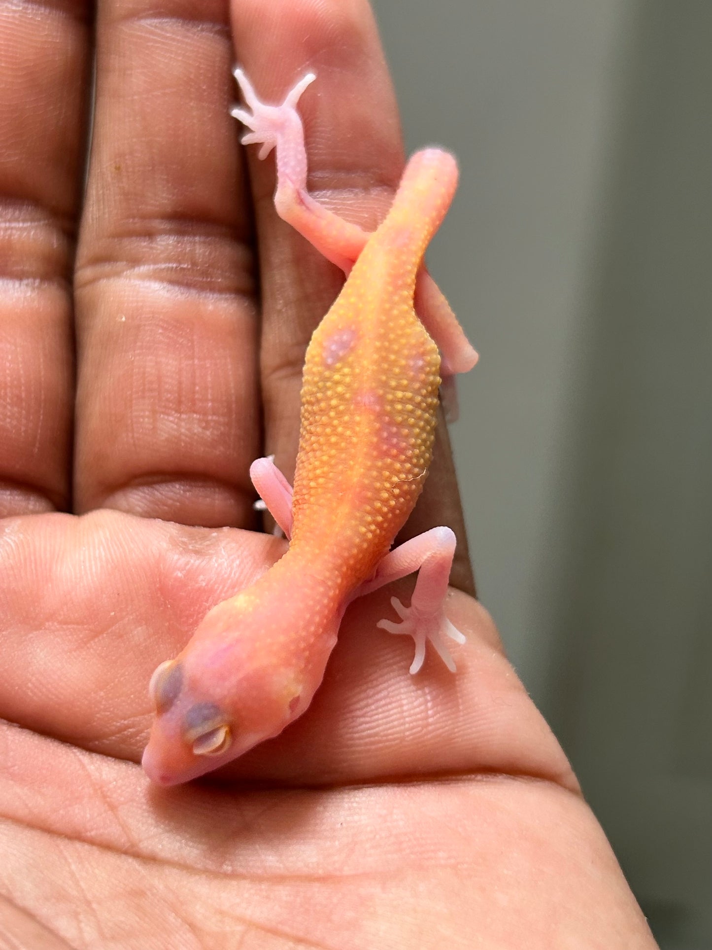 Gecko leopardo Blood raptor