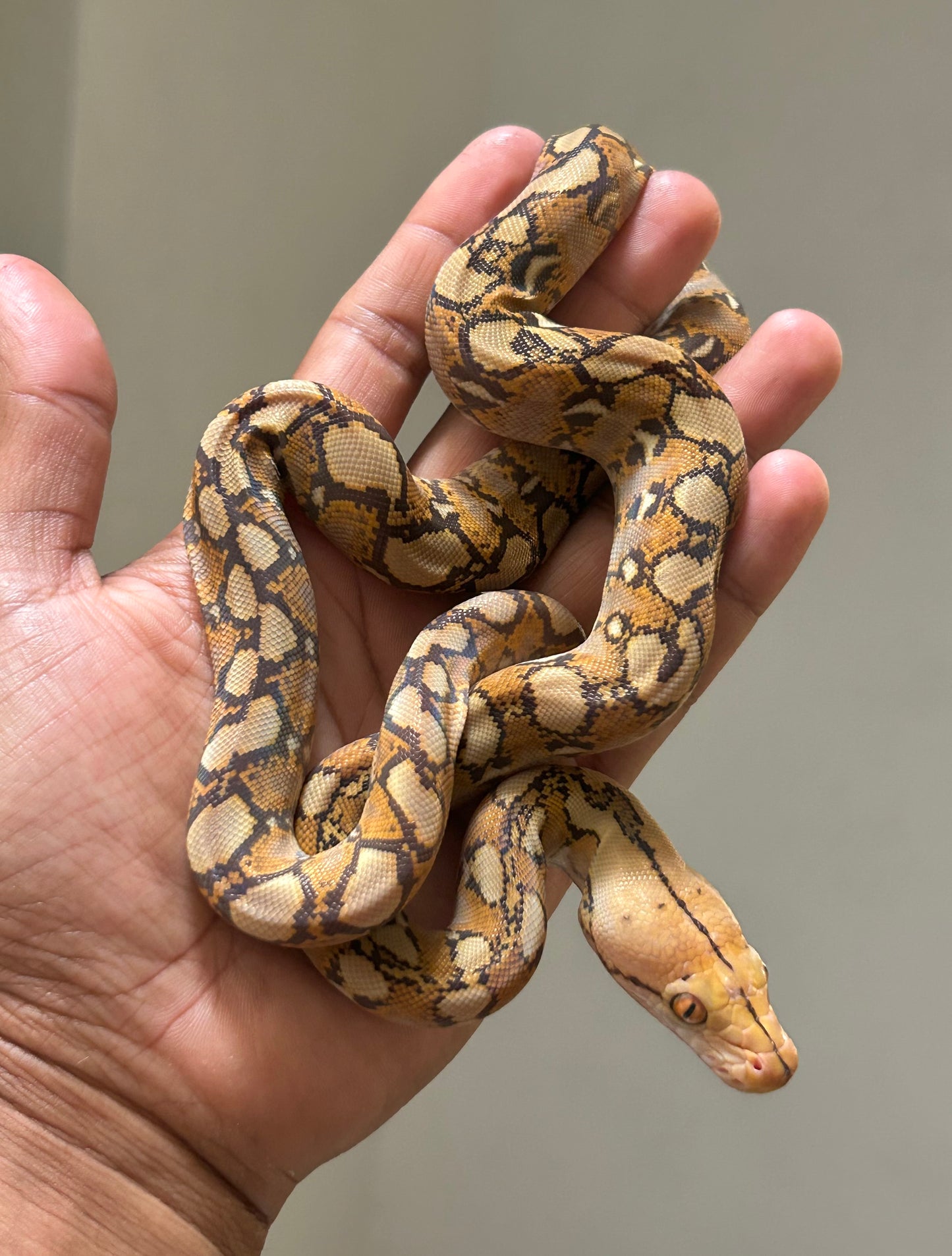 Pitón reticulada mochino macho