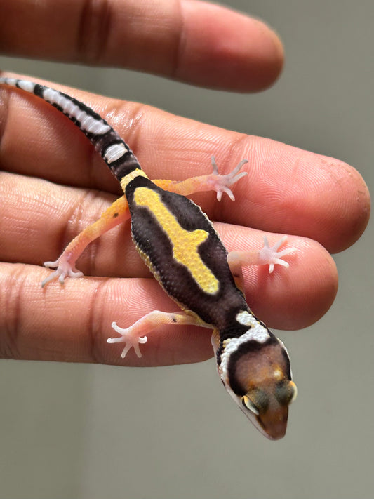 Gecko Leopardo stripe