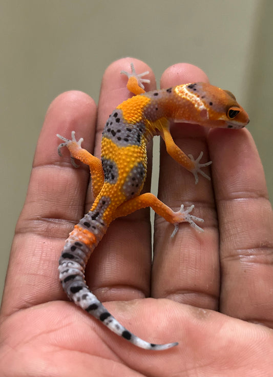 Gecko leopardo blood