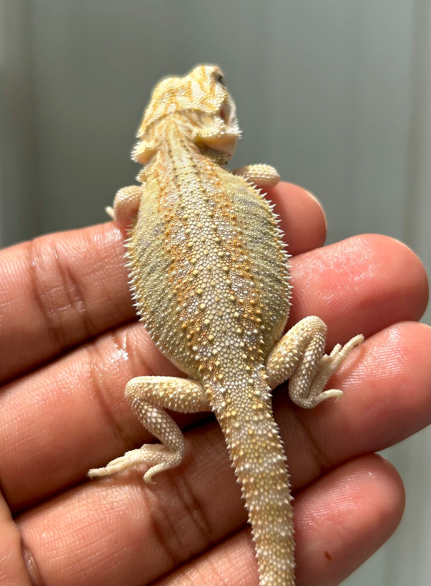 Pogona Hypo het witblits hembra