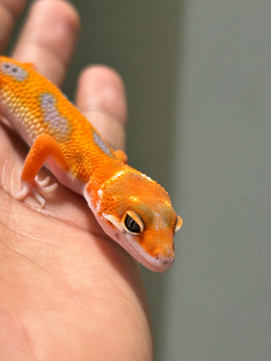 Gecko leopardo blood inferno macho