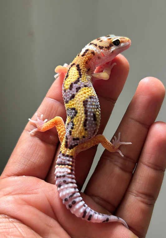 Gecko leopardo Snow