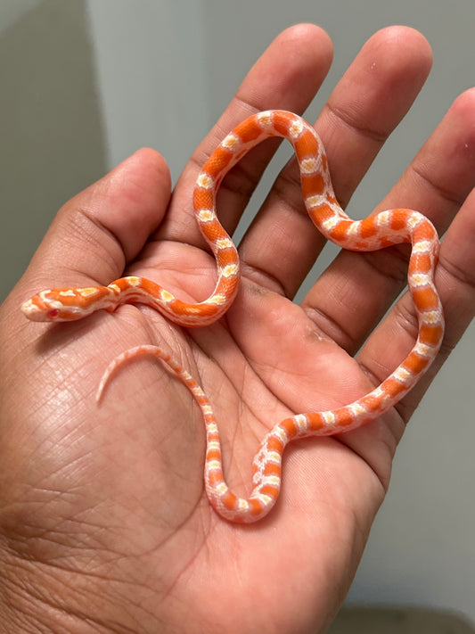 Serpiente maicera albina hembra