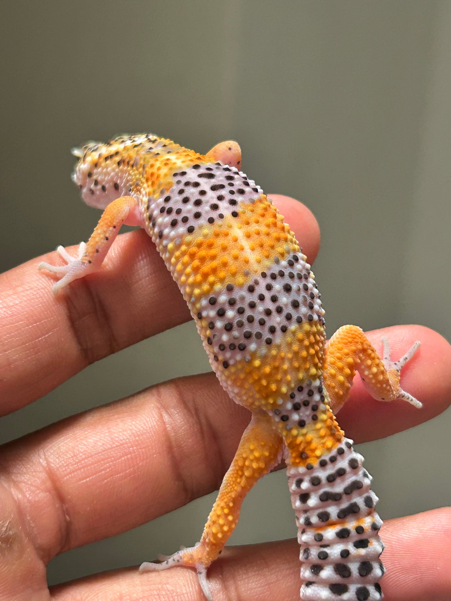 Gecko Leopardo Blood  macho
