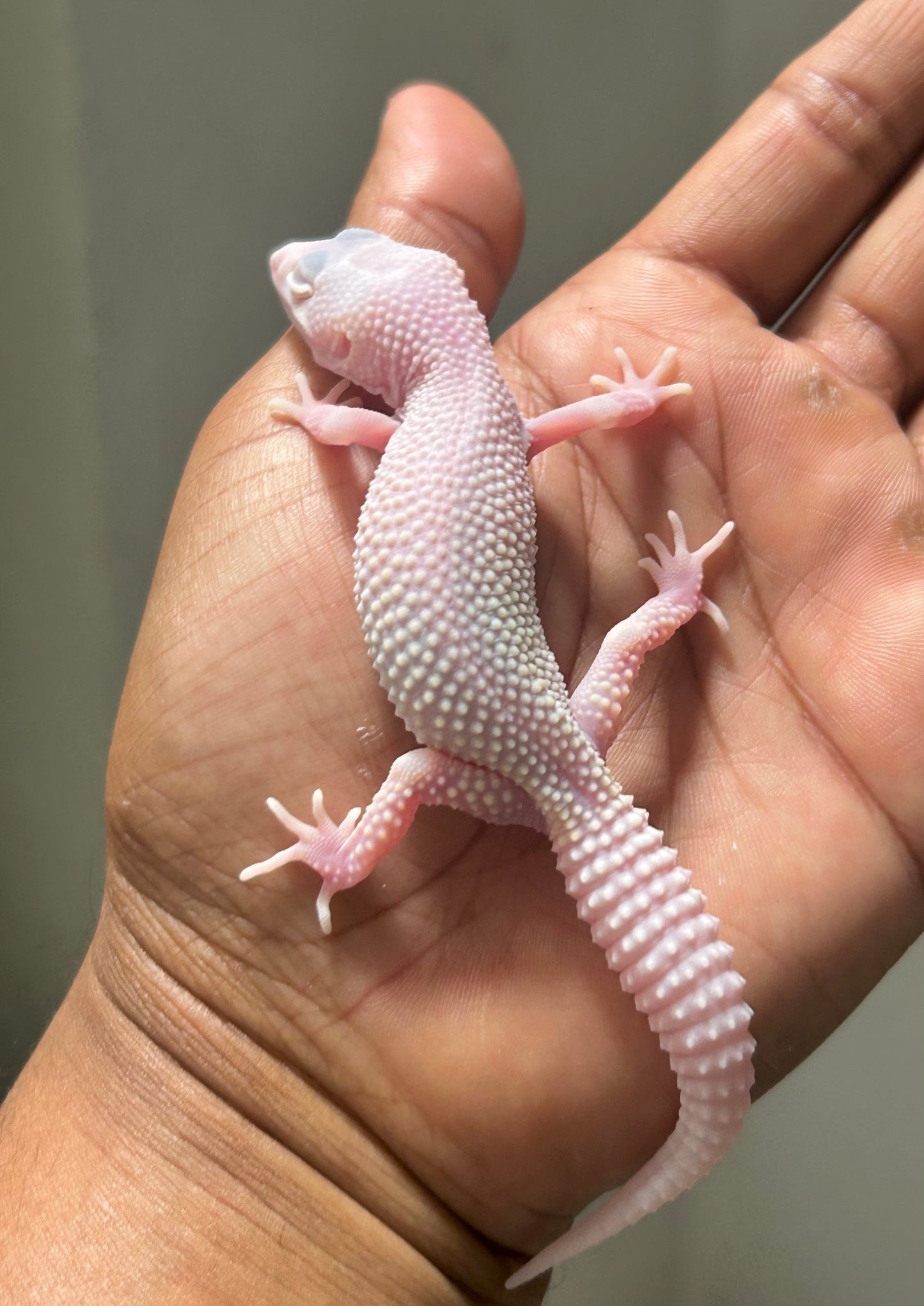 Gecko leopardo Snow Diablo blanco macho