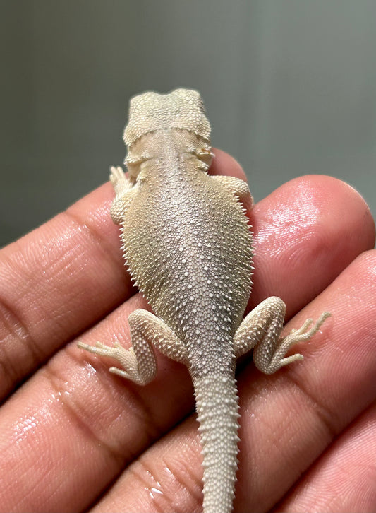 Pogona Witblits hypo macho